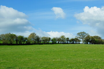 Scenic view of a green grass field with a tree line and blue sky with white clouds above