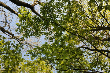 Green leaves of an oak against a vivid blue sky