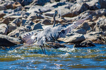 Great Blue Herron-4