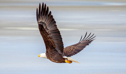 Bald Eagle on Ice