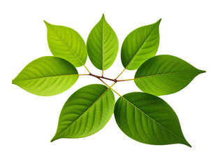 Fototapeta premium A fresh green leaf, showing its natural texture and veins, PNG