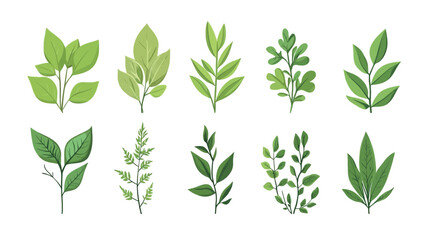 A digital illustration shows twelve different styles of green leaves and branches. The leaves vary in shape, size and subtle shades, and come in a range of light and dark greens.