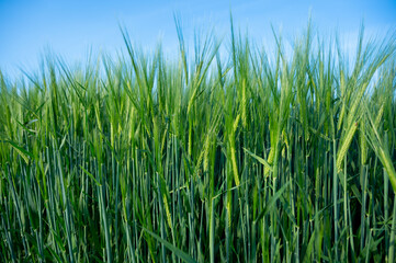 Young green barley (Hordeum vulgare) with a piece of blue sky
