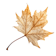 Fototapeta premium Dry leaf isolated on a transparent background