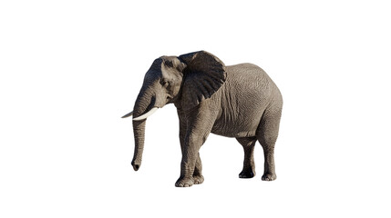 Obraz premium African Elephant Portrait with Ivory Tusks