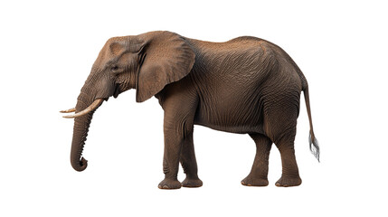 Obraz premium African Elephant Side Profile in Natural Habitat