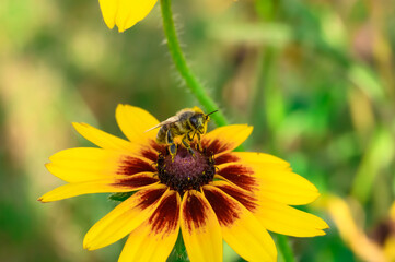Pszczoła miodna zbiera pyłek z echinacea