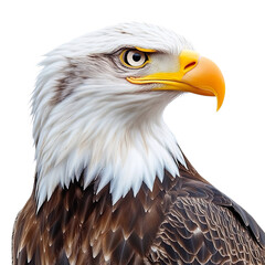 American bald eagle isolated on transparent background