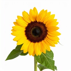 Fototapeta premium Bright Sunflower Facing Front Fully Bloomed with Vivid Yellow Petals on Clean White Background