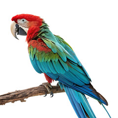 Obraz premium Macaw bird isolated on a transparent background