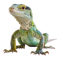 Fototapeta premium Vibrant green young iguana lizard is posing alertly for nature editorial or advertising material isolated on a transparent background.