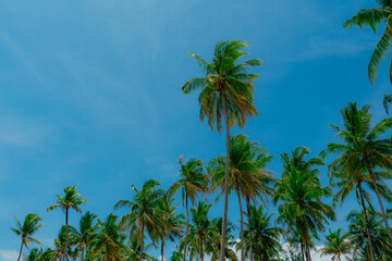 Naklejka premium Ultra-sharp minimalist canopy shot: a crown of slender coconut palms sways against a flawless cobalt sky, fronds catching midday light in vivid shades of emerald and sun-kissed gold—an airy, tropical 