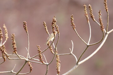 Rosefinch on tree