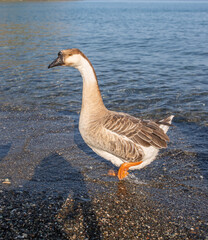 A graceful goose with a sleek gray and white plumage wades along the shoreline, its orange feet splashing in shallow water, surrounded by a serene coastal backdrop.