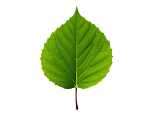 Fototapeta premium Close-up of a single green leaf, freshly pickedClose-up of a single green leaf, freshly picked, perfect for nature-themed design projects or eco-friendly branding, PNG