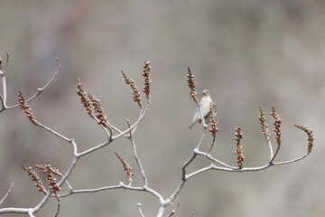 Rosefinch on tree