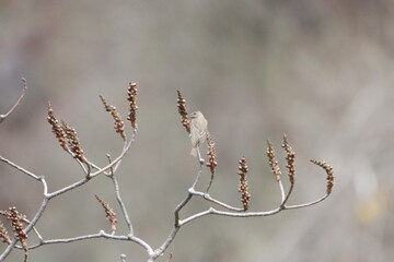 Rosefinch on tree