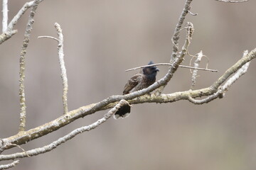 Bulbul Drongo