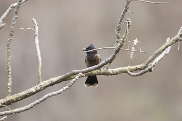 Bulbul Drongo