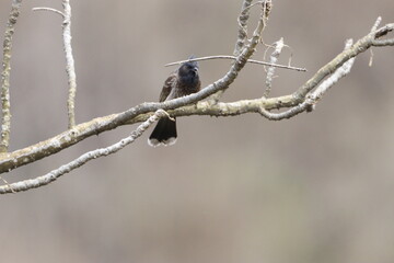 Bulbul Drongo