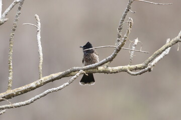 Bulbul Drongo