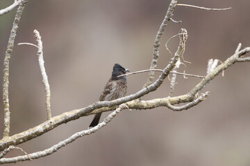 Bulbul Drongo