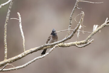 Bulbul Drongo