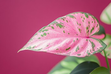 Close-up of a vibrant, patterned pink leaf against a fuchsia background.