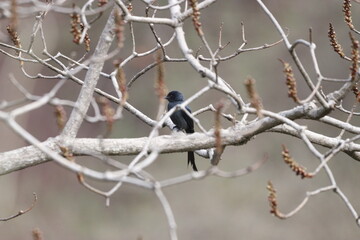Bulbul Drongo