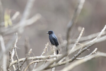 Bulbul Drongo