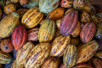 THAILAND NAN PUA VILLAGE COCOA VALLEY CHOCOLATE
