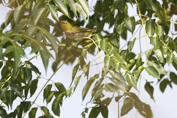 Green bird on tree