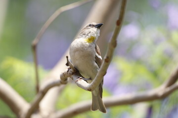 Yellow throated Sparrow