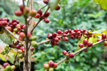 THAILAND NAN PUA BAN SAKAD KOFFEE PLANTATION