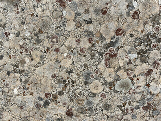 Stone texture of antique stone. Stone wall texture background. Lichen covering a flat block of sandstone.
