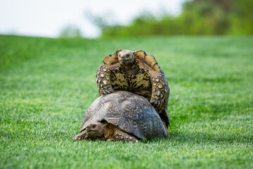Two leopard tortoises mating in a park