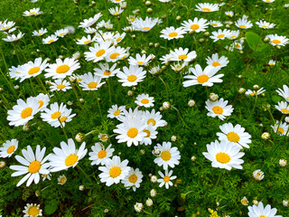 Fototapeta premium Blooming daisy flowers in spring. A full field of daisies with countless white petals and bright yellow centers stretching across the landscape.