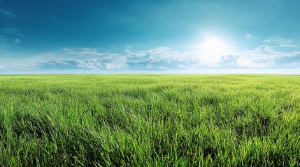 Fototapeta premium Lush Green Grass Field Under Bright Blue Sky in Springtime
