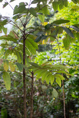 THAILAND NAN DOI PHU KHA CHUMPOO PHUKHA TREE