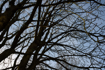 Minimalist Nature Scene with Tree Silhouettes and Blue Sky