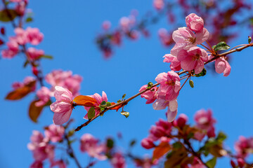 Apple blossom in spring garden on blue sky background. Pink flowers and red bugs on a branch