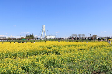 Fototapeta premium 権現堂公園 菜の花畑