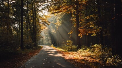 Fototapeta premium Serene Road Through Golden Forest With Sunbeams Filtering Down