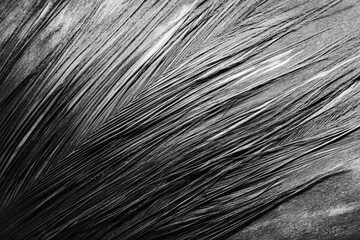 Obraz premium Close-up view of a textured bird feather.