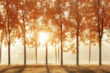 Naklejka premium Autumn sunlight through golden trees