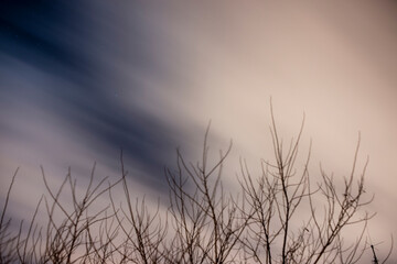 Starry Night with Silhouetted Tree Branches