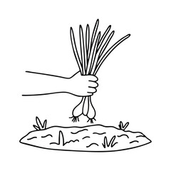 A hand holding a bunch of scallions freshly harvested from moist garden soil