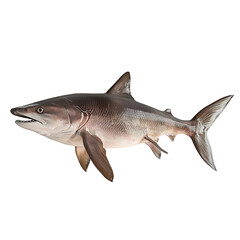 A detailed illustration of a fish showcasing intricate features and textures isolated on white background and transparent background