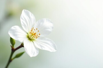 Delicate white blossom against pure white backdrop, scene, design, image