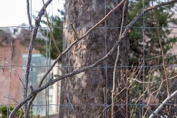 Green climbing plants with leaves on the grid